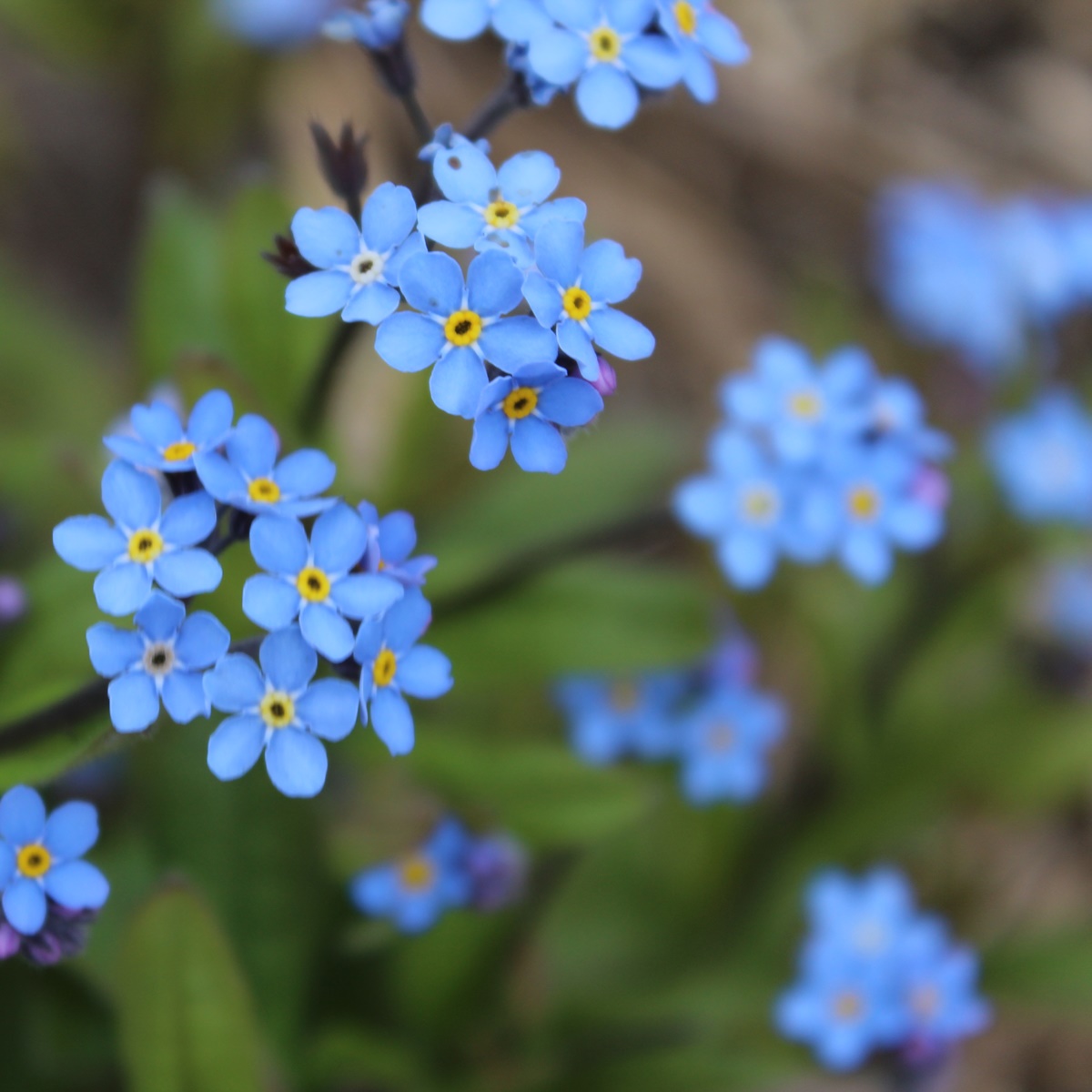 Close-up of a group of Forget-me-not
