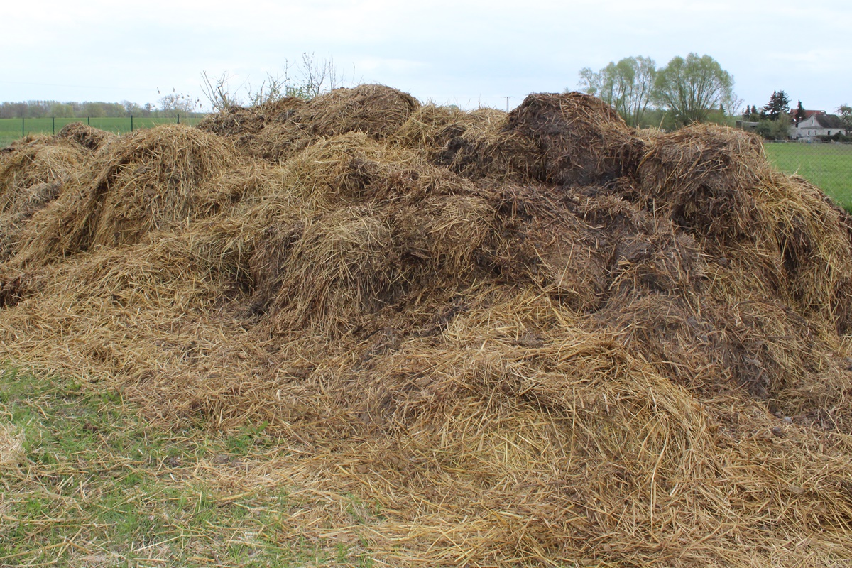 A big pile of horse&nbsp;manure