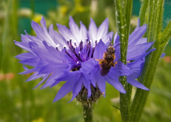 A cornflower flower with a bee visiting