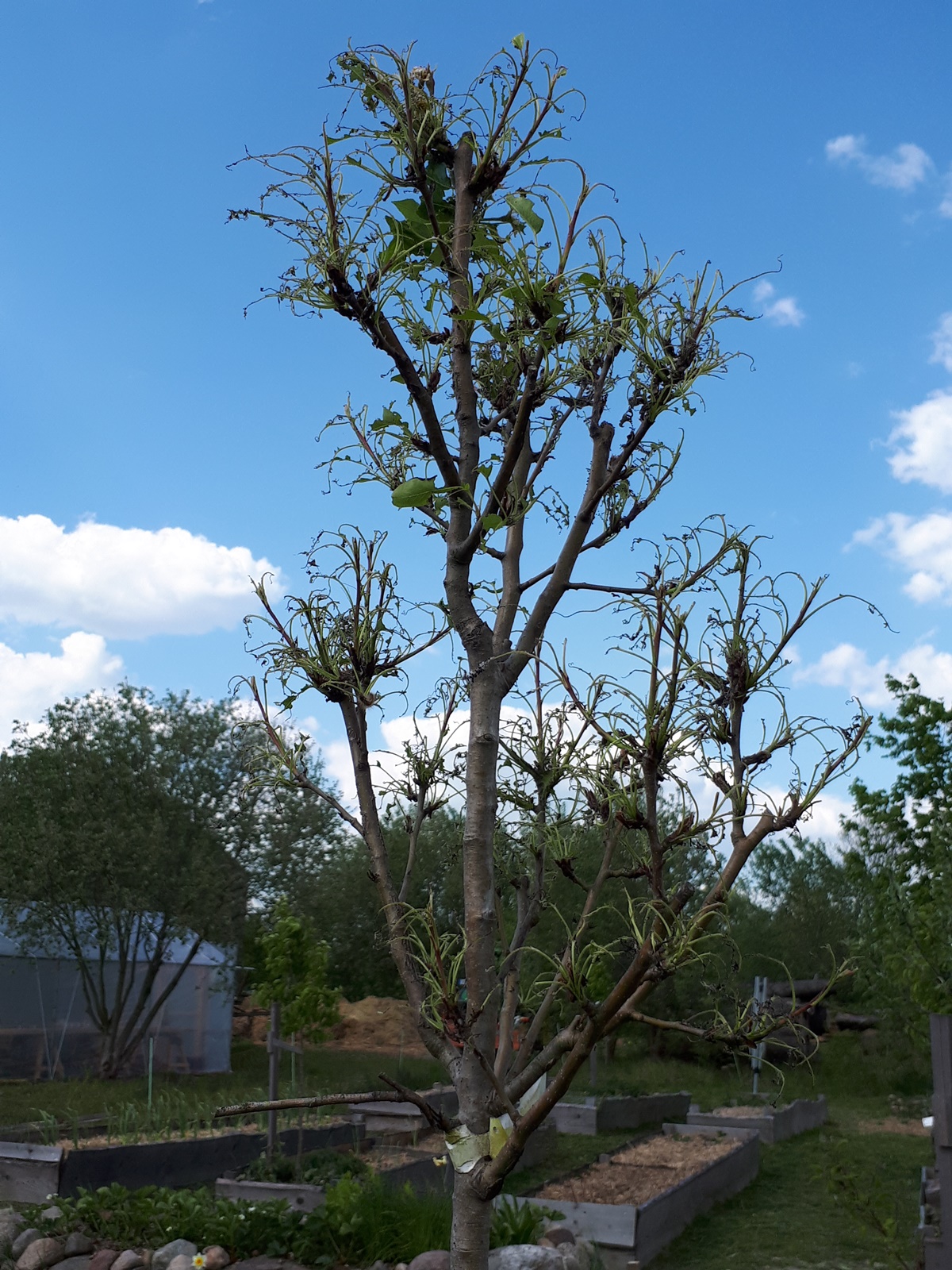 A pear tree with only leaf skeletons&nbsp;left