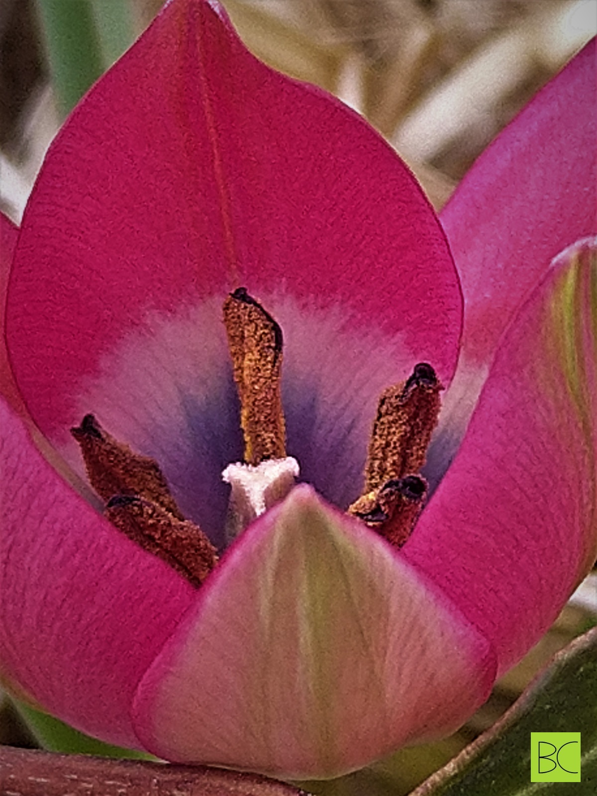 Close up of a purple tulip with the stamens and the pistil