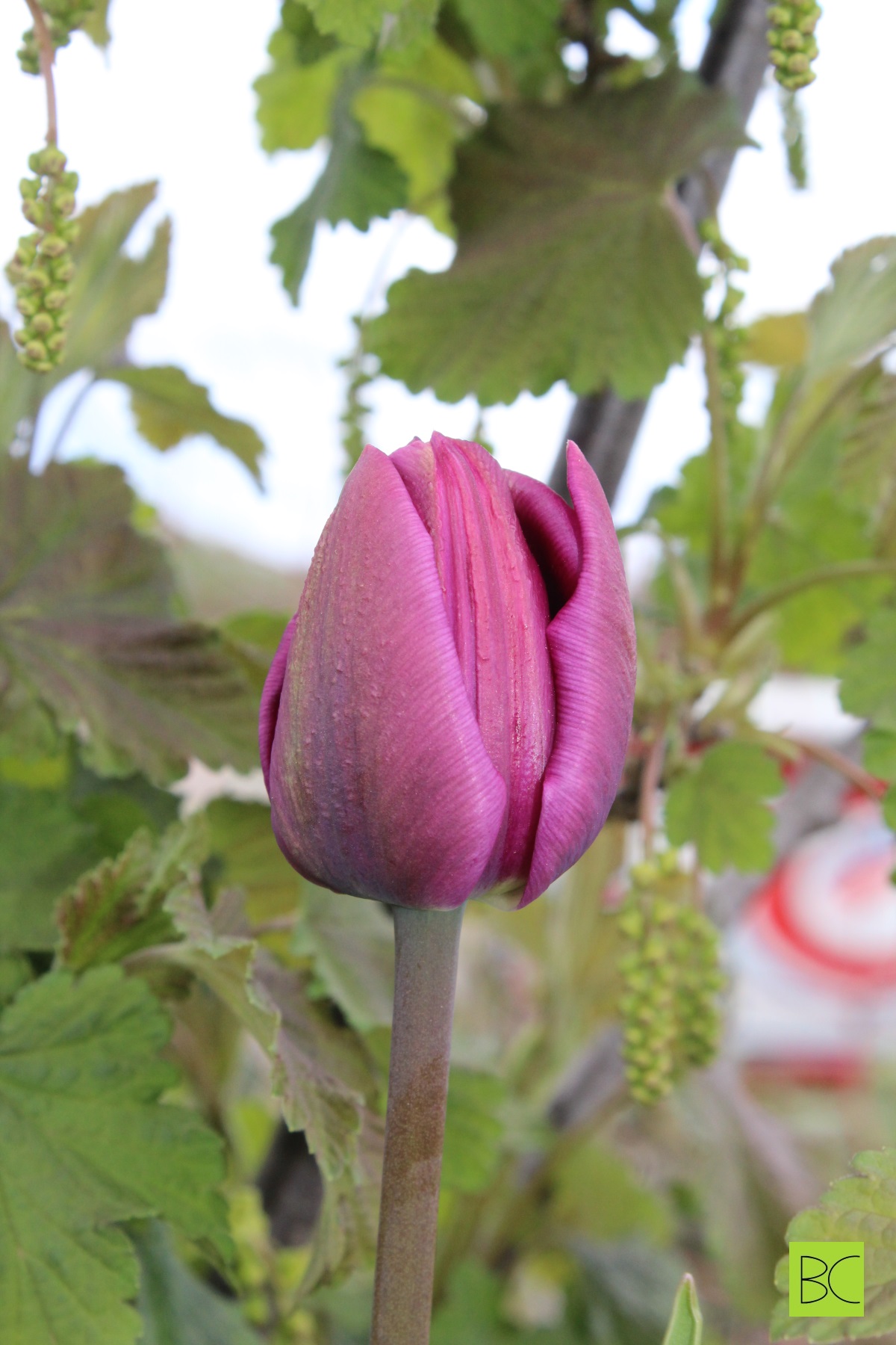 Purple tulip in front of a currant