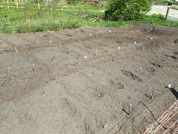 Garden beds after sowing with sticks marking out the spots where was sowed and dents from stepping onto the garden bed for sowing