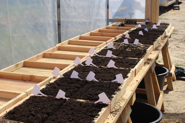 Soil blocks in DIY wooden trays sowed in and marked out in a DIY greenhouse