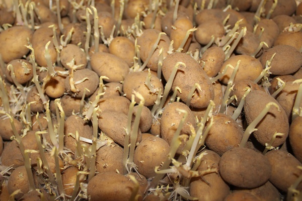 Sprouted potatoes