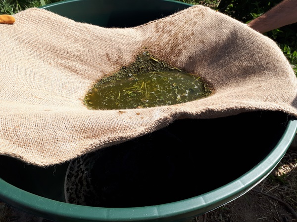 Stinging nettle manure being filtered trough a burlap sack to collect in a rain barrel