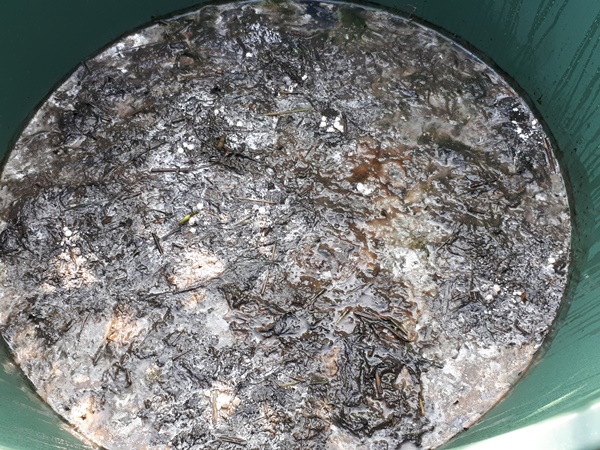 Stinging nettle manure with wild yeast growing on top, in a rain barrel