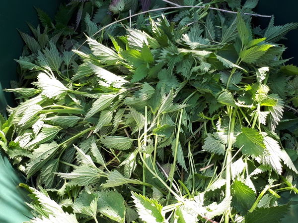 Cut off stinging nettles collected in a rain barrel
