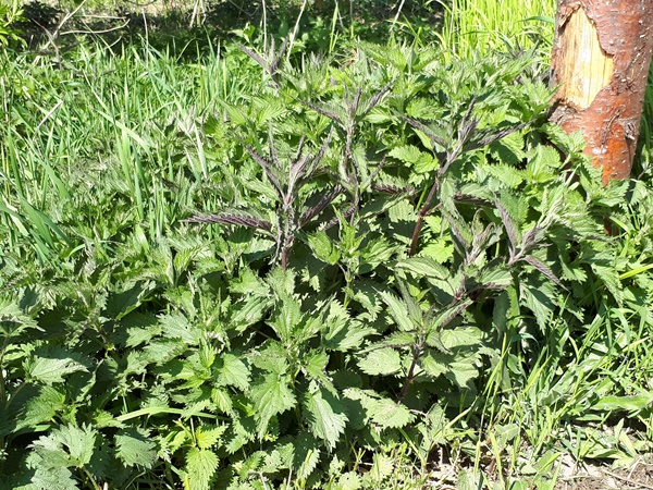A patch with stinging nettles