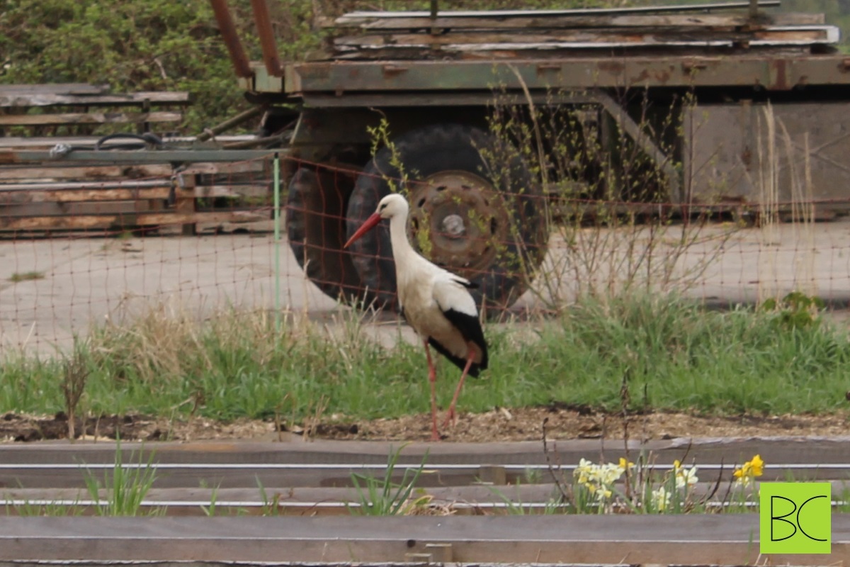 A stork in our&nbsp;garden