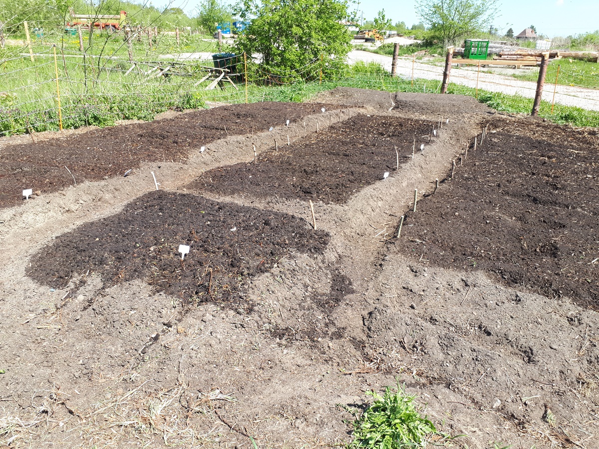 Garden beds after watering with sticks marking out the spots where was sowed and dents from stepping onto the garden bed for sowing