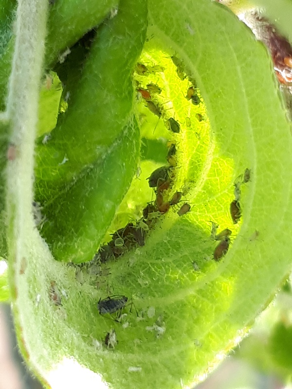 Aphids in a rolled up pear tree leaf