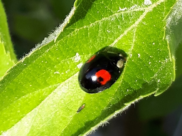 Black Ladybird on a leaf