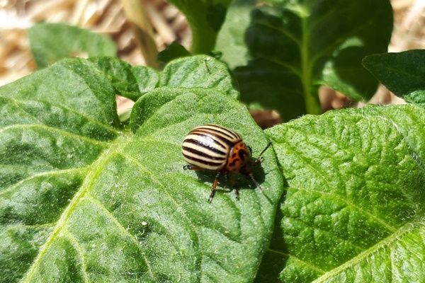 Colorado beetle on a potato leaf