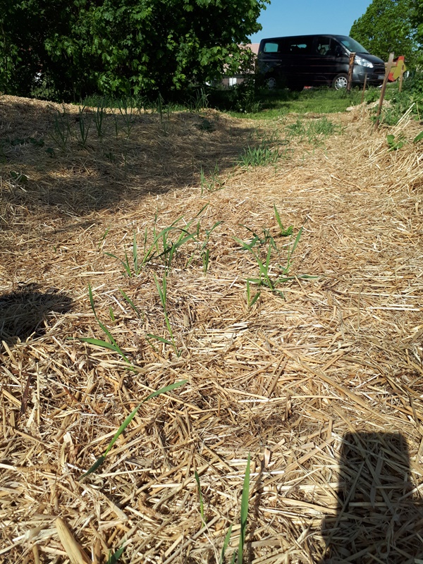 Couch grass growing through the sheet mulch