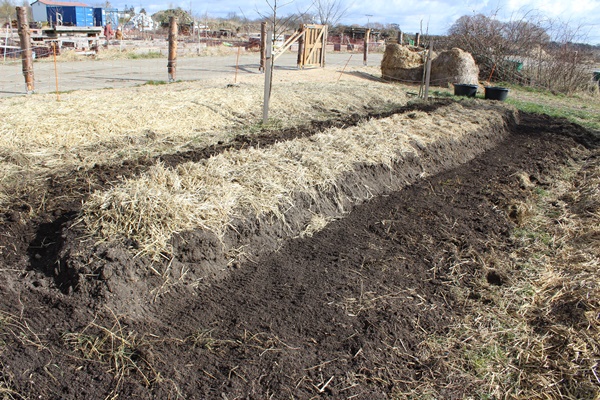 Garden bed with mulch on top, but exposed at the sides and all around