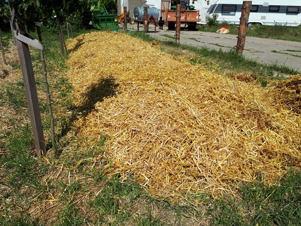 Garden bed covered with a big layer of straw