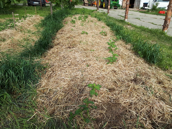 Garden bed freed from couch grass, but with couch grass growing all around it