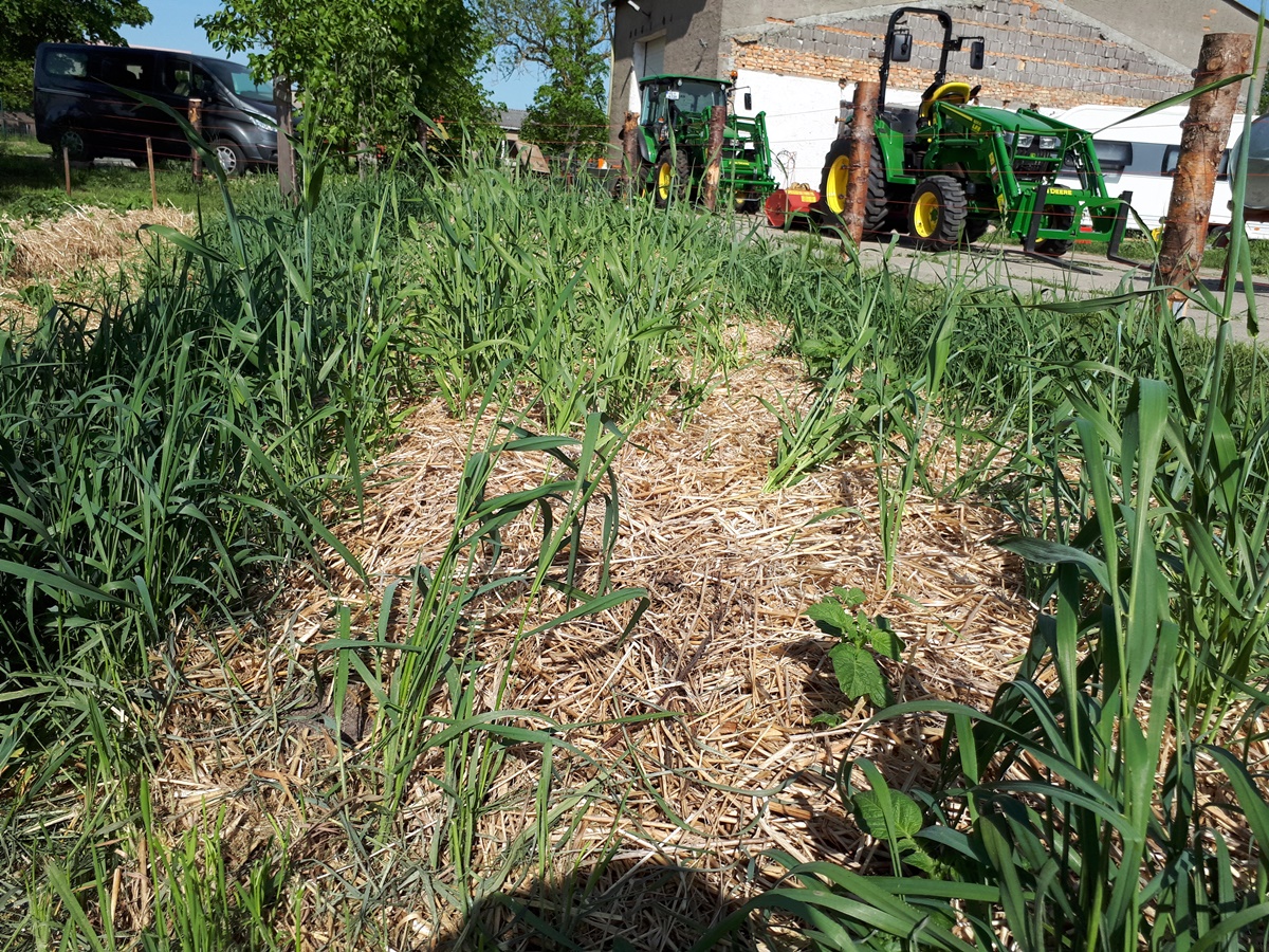 Fighting the couch&nbsp;grass