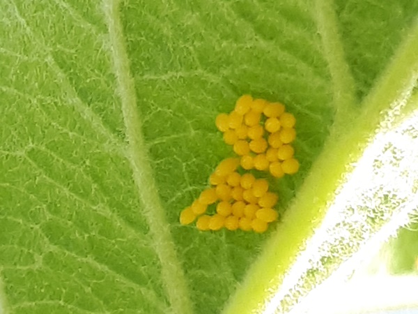 Ladybird eggs underneath a leaf