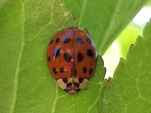 Orange Ladybird on a leaf