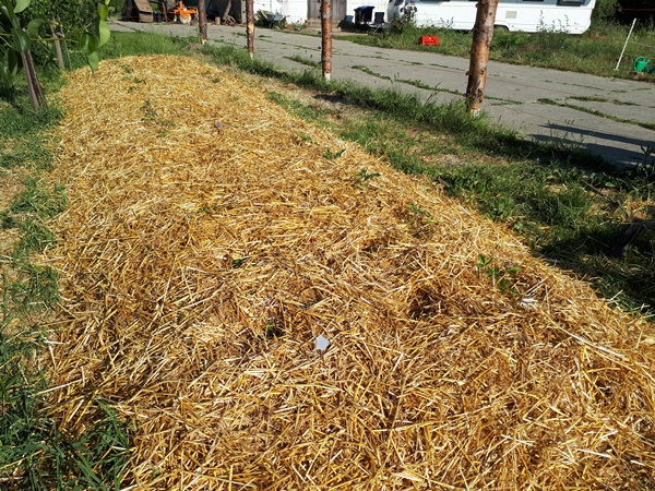 Garden bed covered with a big layer of straw, planted with tomatoes, root celery and cabbages which are still very small