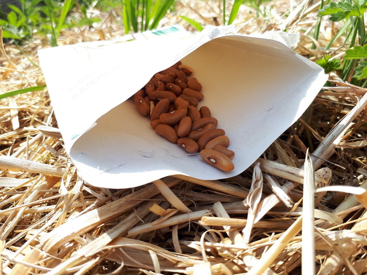 Seed beans in there package on straw in a garden bed