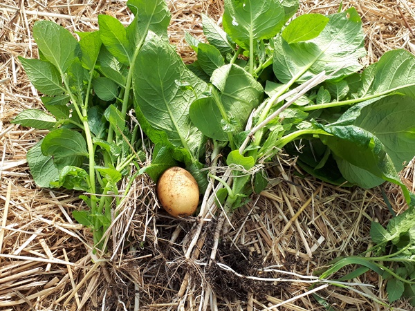 Pulled out potato plants with a potato