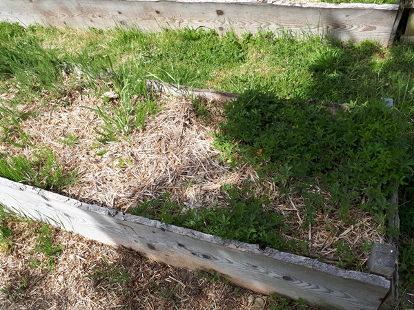 A “weedy” garden bed with yarrow and creeping cinquefoil