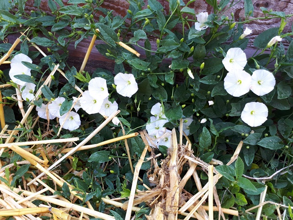 Bindweed growing down a raised bed full of beautiful white flowers