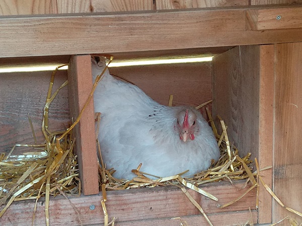 A Sussex chicken sitting in a laying nest to lay her egg