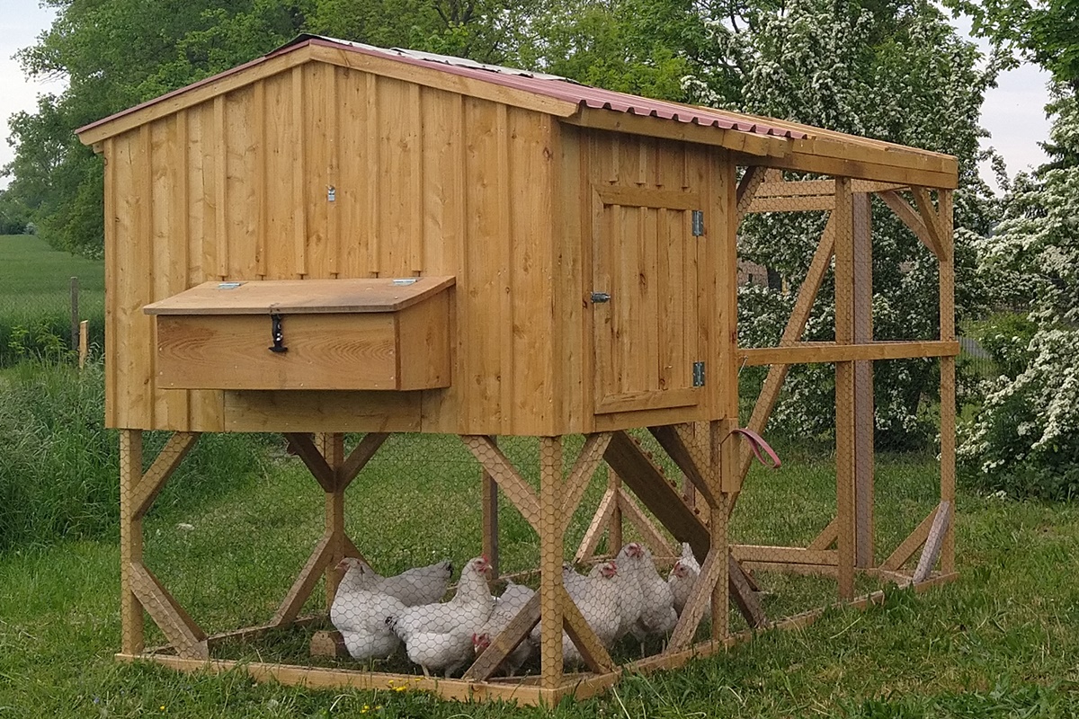 We build a chicken&nbsp;tractor