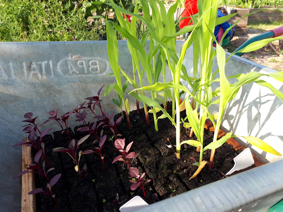 Corn and amaranth seedlings standing in a wheelbarrow with 2 children in the background