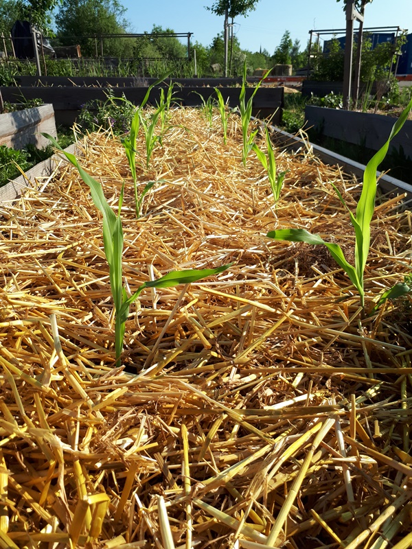 Corn freshly planted in a raised bed with a thick layer of straw as mulch