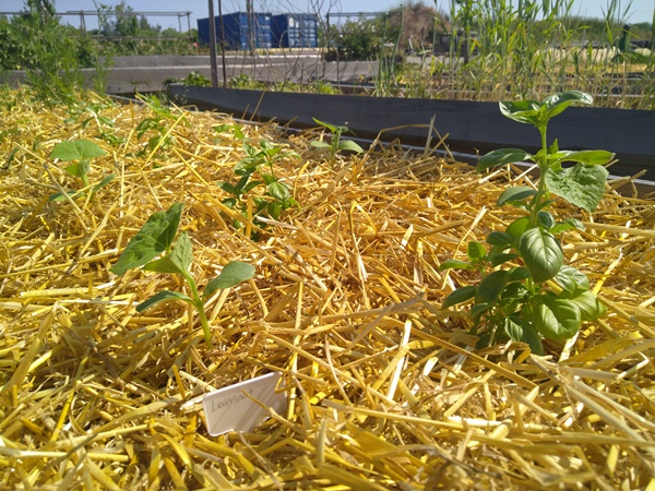 Cucumber and basil in a raised bed mulched with straw