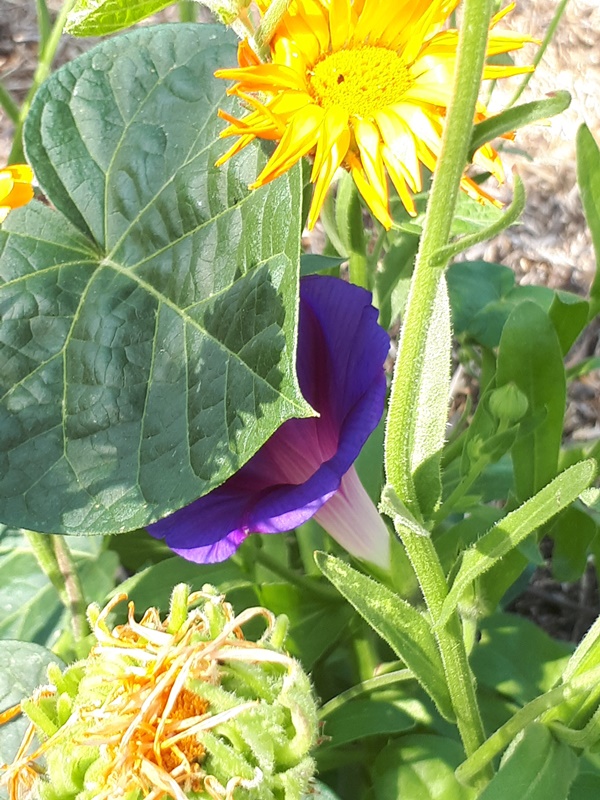 A beautiful blue morning glory hiding behind its leaf surrounded by marigolds