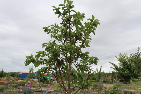 A healthy looking pear tree against a cloudy sky