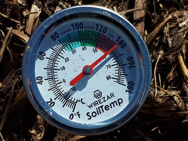 Soil thermometer in fresh cow manure pointing at 140°C