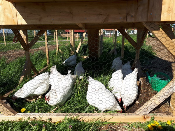 Sussex chickens on a green pasture inside the run of a chicken tractor