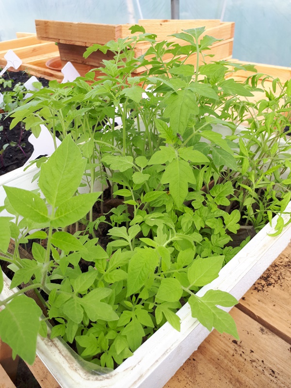 Tomato seedlings outgrowing there seeding tray