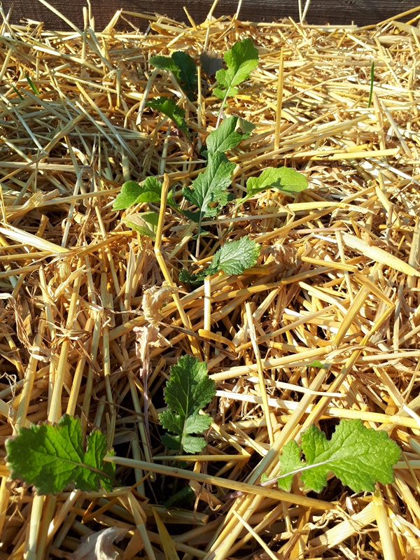 A row of turnips growing back strong after losing its leaves due to sunburn