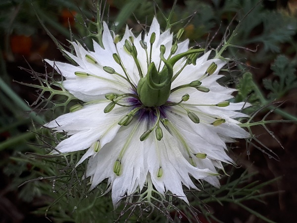 A beautiful white flowering virgin in the green