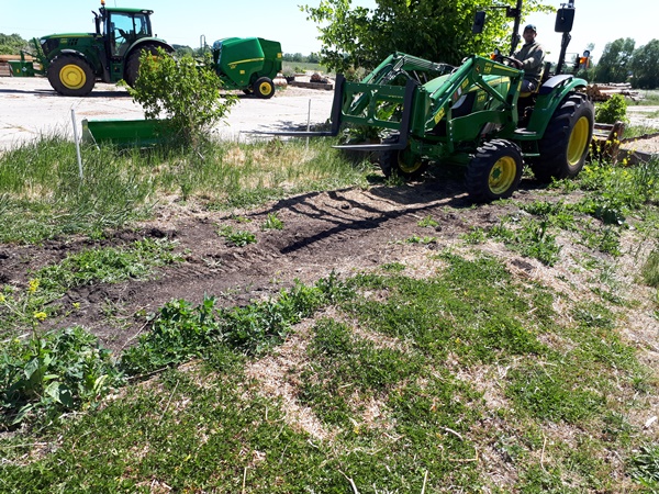 Tractor with a rotary tiller on a compacted and weedy garden bed