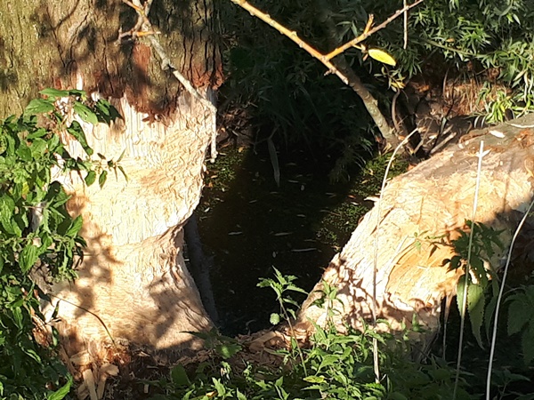 Beaver damage on a big willow tree