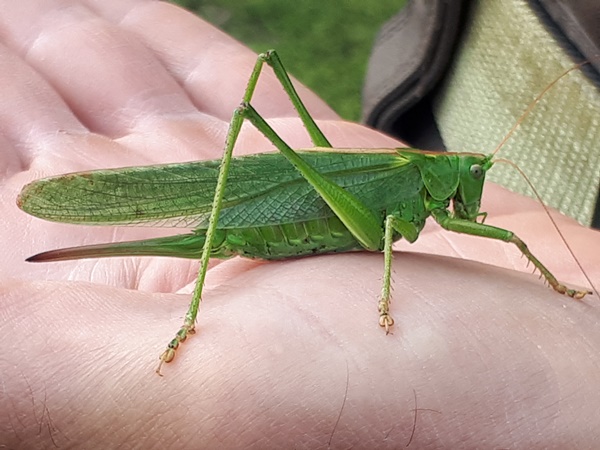 A beautiful bright green grasshopper sitting on a hand