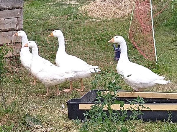 4 beautiful white geese on the look out