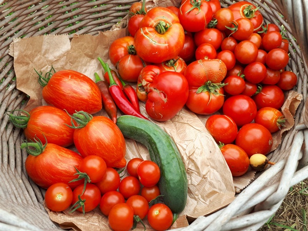 A harvest basket with tomatoes, chilli’s and a cucumber