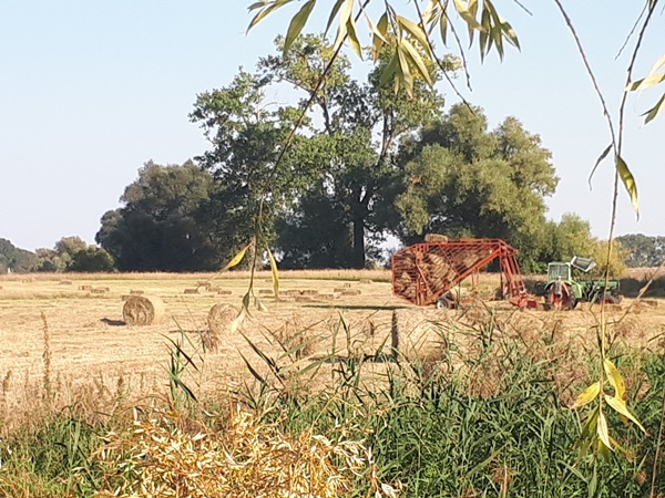 Hay bales being collected from the pasture with a bale collecting trailer