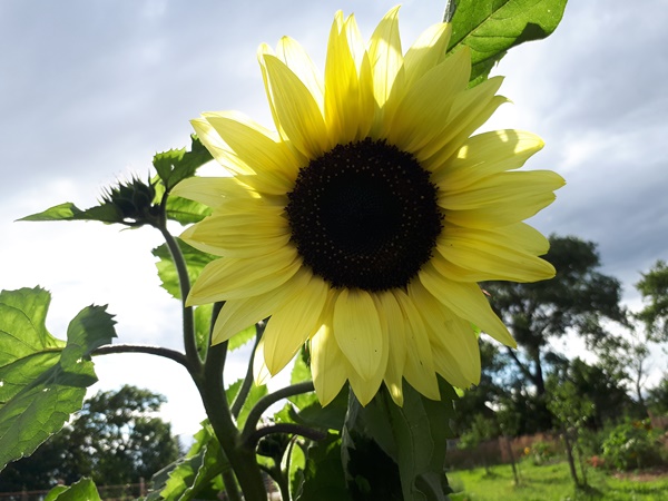 A beautiful pastel yellow sunflower against a bright blue sky