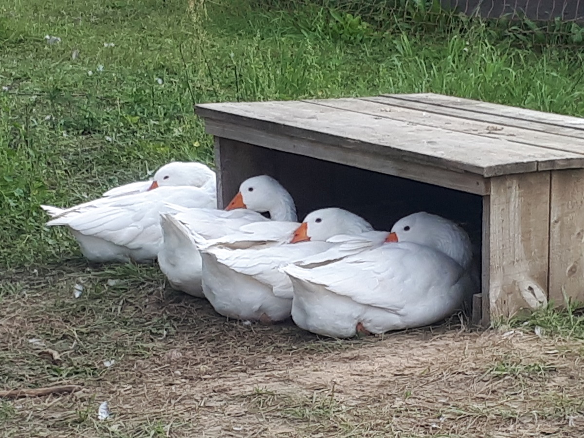 Expanding the homestead and&nbsp;harvesting